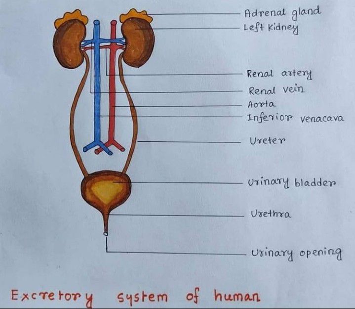 Excretory System Of Human Medizzy