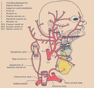 Branches Of External Carotid Artery Medizzy Hot Sex Picture