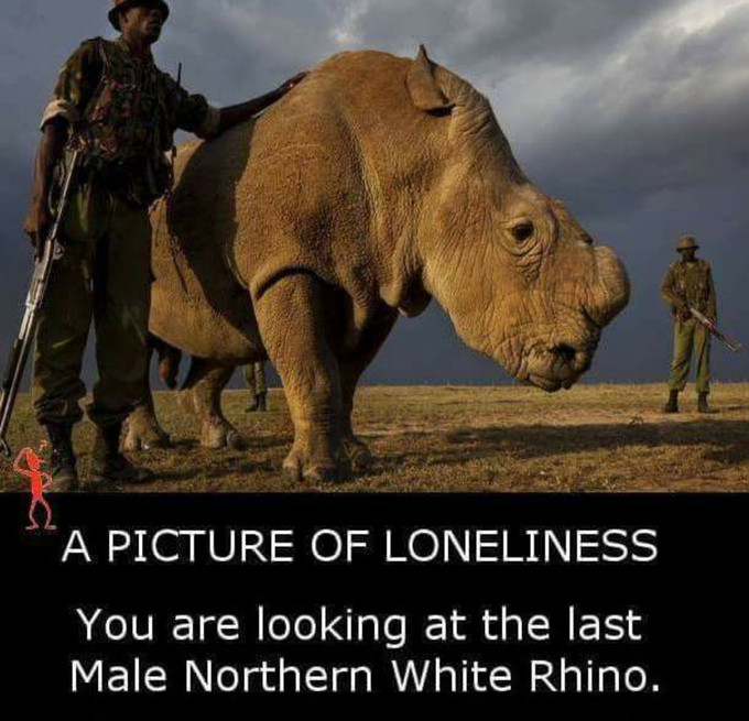 Last Male Northern White Rhino MEDizzy