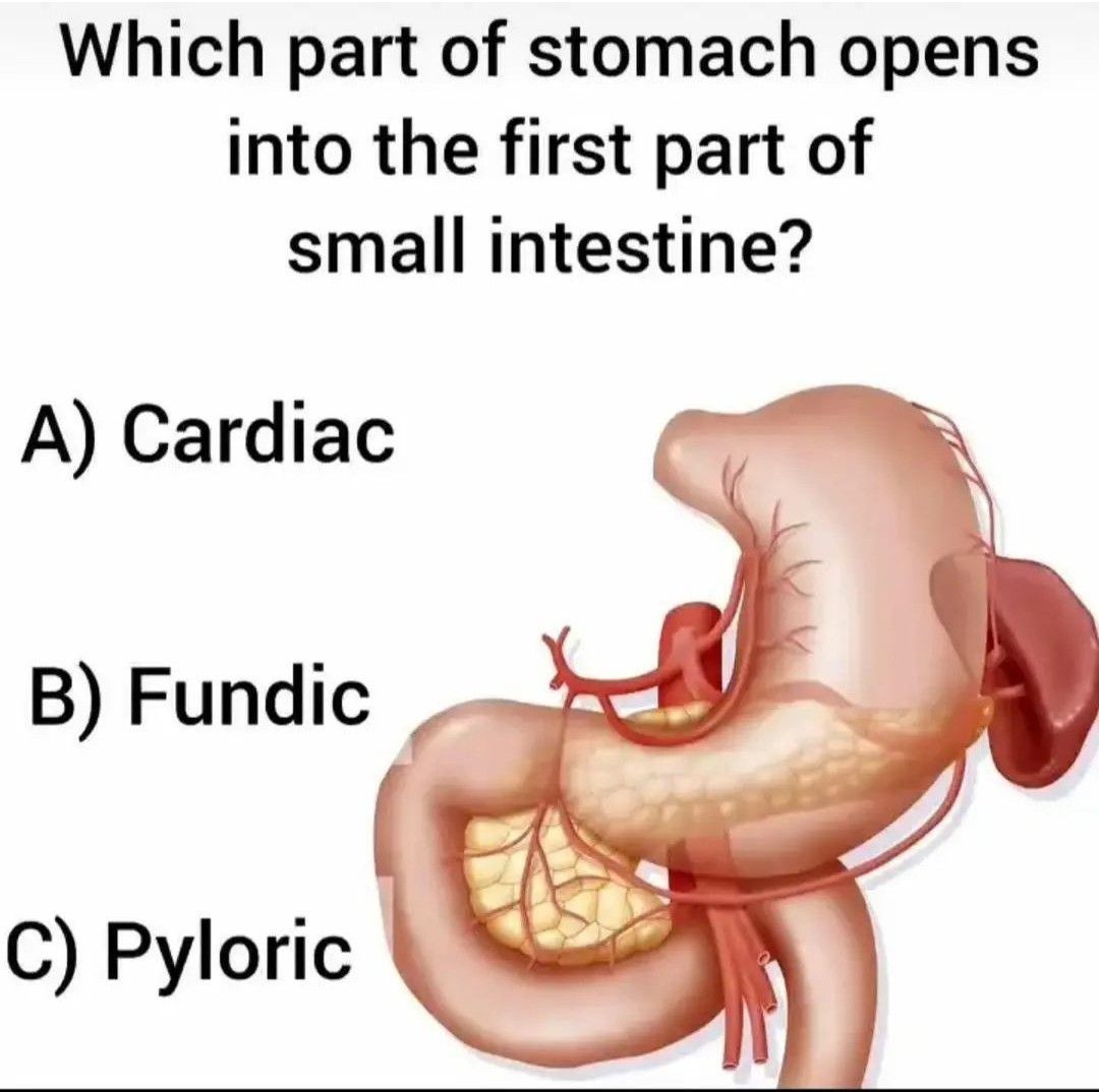 Identify The Structure Medizzy