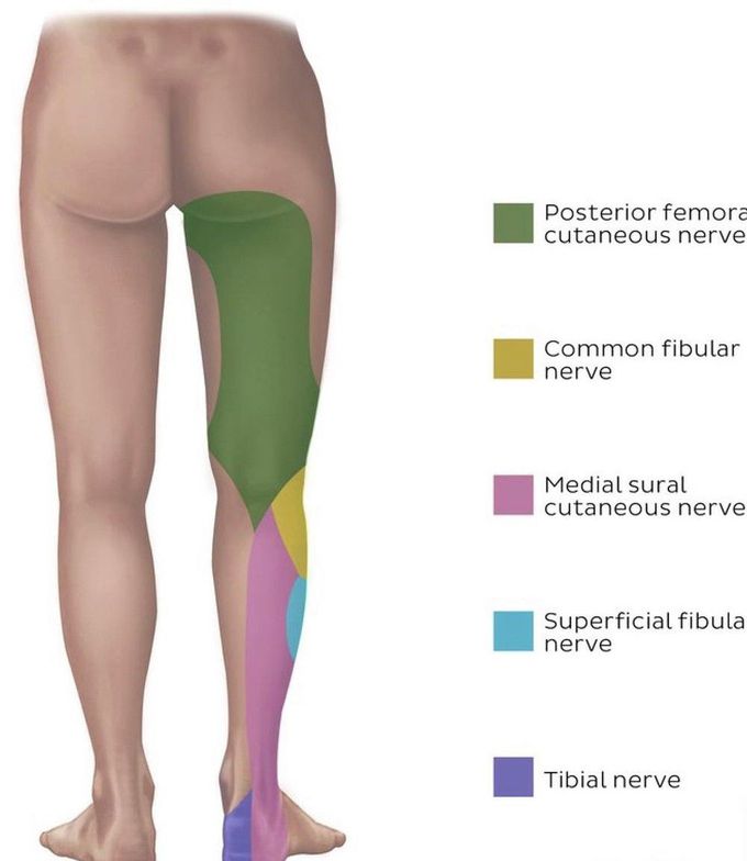 Sciatic Nerve Medizzy