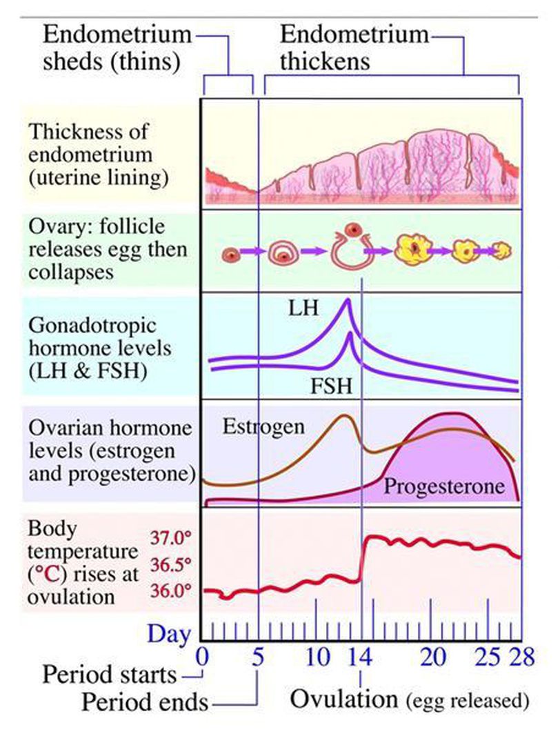 Menstrual Cycle Medizzy