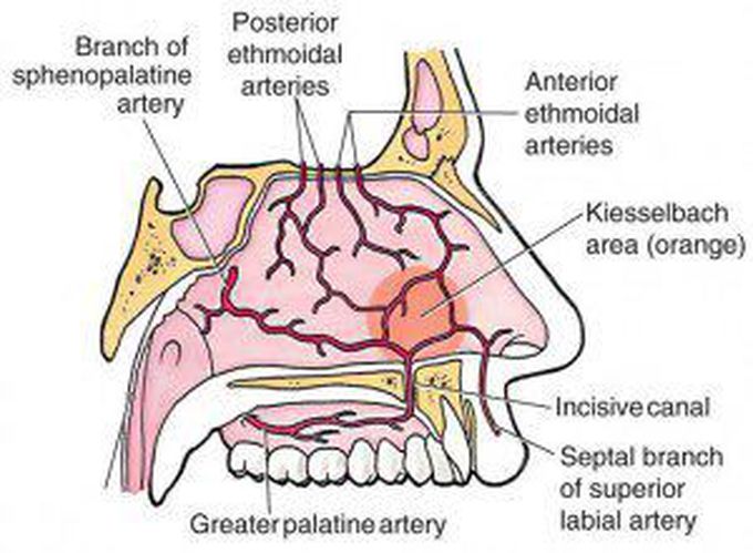 Sites & Causes of Nose Bleeding