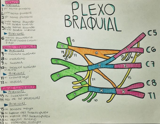 Braquial plexus