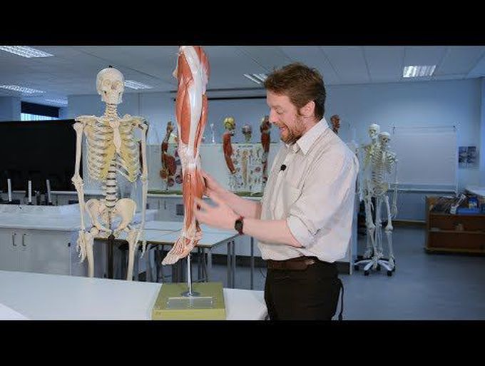 Introduction to the Anterior and Lateral Muscles of the Thigh.