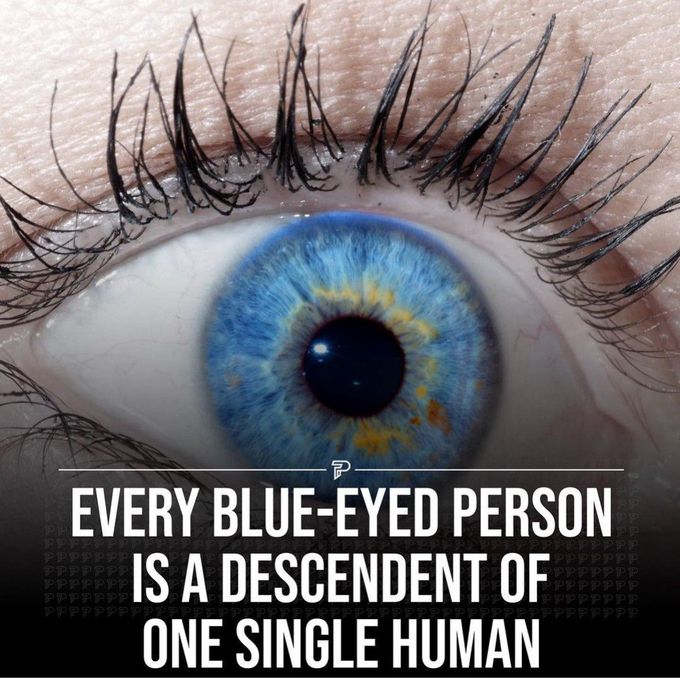 All blue eyes descend from a single common ancestor who lived