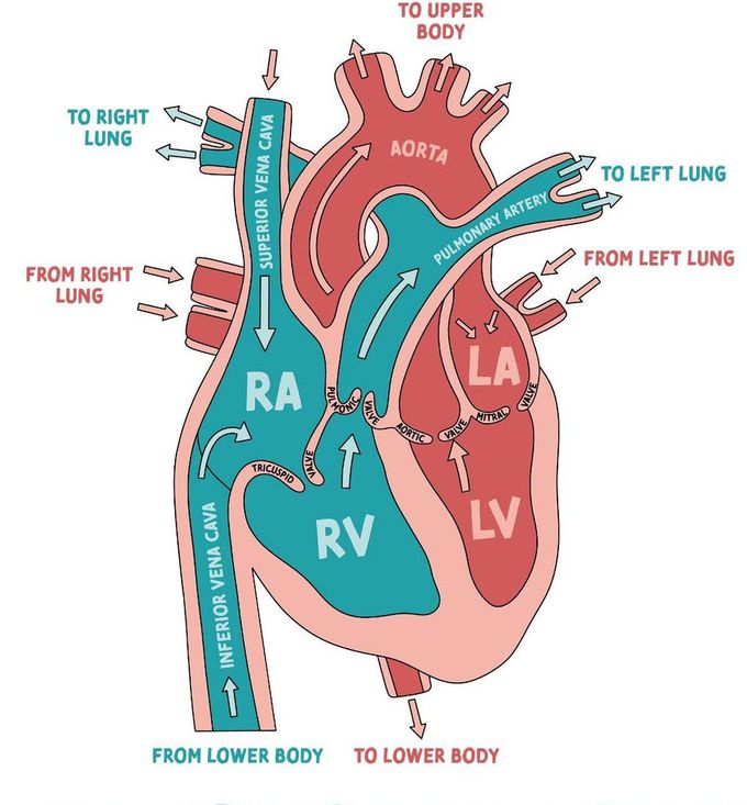 Blood Circulation I