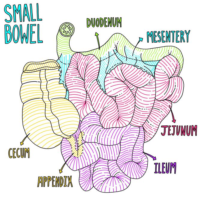 Small Bowel Anatomy