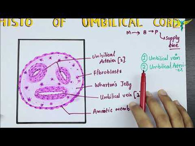 Histology- Umbilical cord