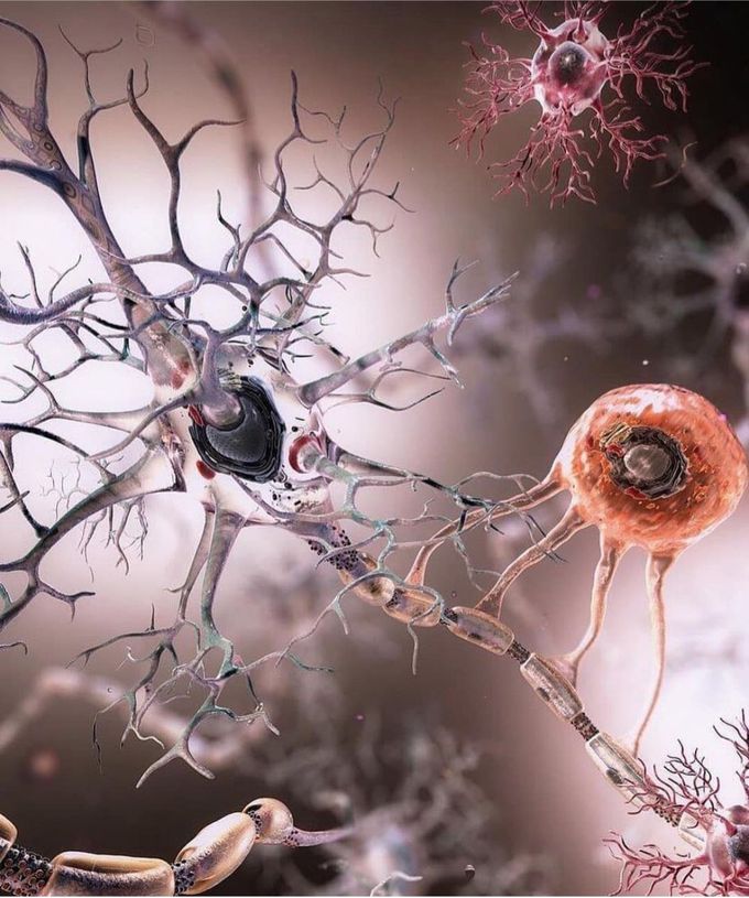 Neuron  system and  function