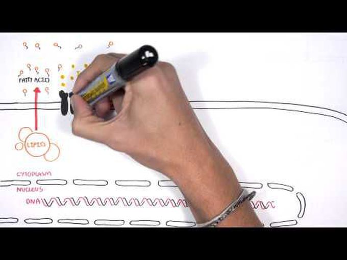 Signalling pathway of Insulin
