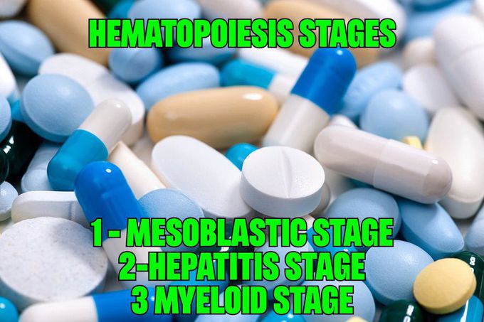 Hematopoiesis stages