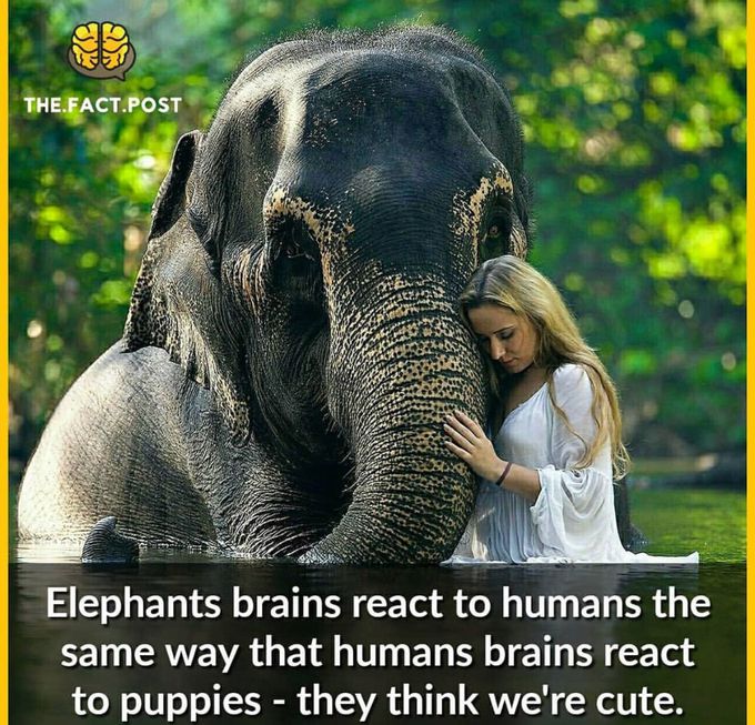 Animal lovers