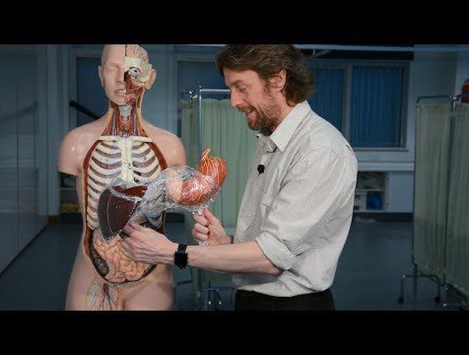 Liver (anatomy) - love your liver