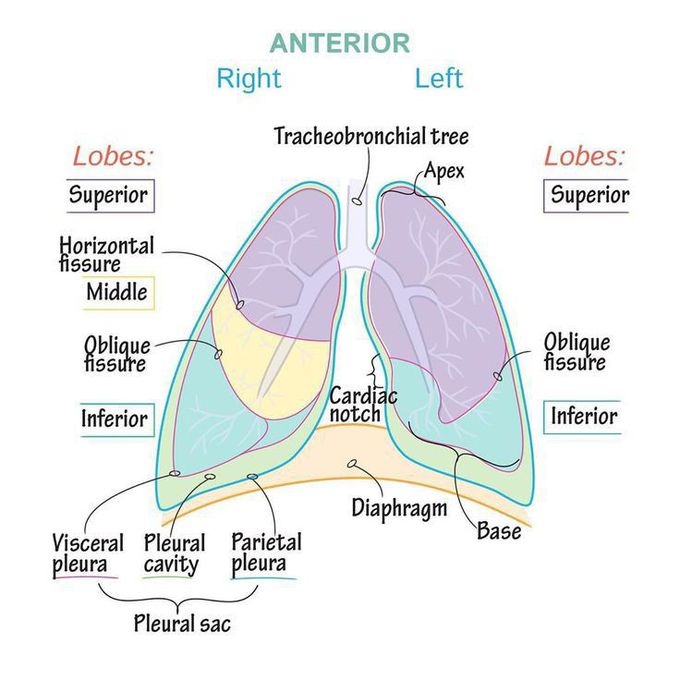 Anterior lungs