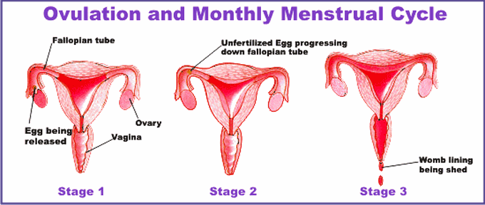 I THINK THIS IS EDUCATIVE. GET TO KNOW THIS 👇👇👇
~
Most girls don't understand this because of much heavy grammar used to teach it, and we don't listen to our body too. I read, I started listening to my body for signs and I arrived at the simple analysis/steps........

👉MENSTRUAL PERIOD: The time blood flows out of your private area, when you use pad.

👉MENSTRUAL CYCLE: Days it takes to see another blood in the month. If you last saw your period in June 11th and it started again on July 10th 2019 , then you have 30days cycle (count from 11 June to 10 July).
NOTE: It is erroneous to believe it's 28days cycle, different women have different cycles ranging from 21-35 days.

👉OVULATION PERIOD: This is time to get pregnant without stress. This is 2 weeks after your period or 2 weeks before the next period.
Here's a simple way to calculate your ovulation (unsafe) period.

1. From the first day you see the blood of your period.
2. Pick up a calendar and count 15 days including the first day of the blood stain.
3. Mark the 15th day with a pen.
4. Mark 3 days before the 15th day, and mark 3 days after the 15th day.
6. You will notice you have 7 days marked.
These 7 days are your ovulation/fertile days also known as unsafe period.
That is if you have sex on any of these days, then you have 98% chances of being pregnant.
7. Do this every month diligently

EVERY OTHER DAY IS YOUR SAFE PERIOD.
For example:

1. If your period is 11th July, 2019 ,
2. 15 days after the first day of the blood stain will be on 25th of this July too (2weeks after) counting from 11th.
3. 15th day is on the 25th July 2019 .
4. 3days before the 15th day is 22, 23, 24.
5. 3days after 25th July 2019 is 26, 27, 28.
6. 22-28th July (7days) is when you are ovulating. It is your fertile period.
**Don't forget that the 7 days is a reminder that sperm stays in the female body for about 7 days. Any sexual contact in between ovulation period will form something that has ears, eyes, etc.
ALSO......
If you want a baby girl, have sex between 3 days before ovulation (22- 24th) 2019 .

For a baby boy on the main ovulation day and 3 days after 25th.
...........
MAJOR SIGNS THAT YOUR OVULATION HAS BEGAN...

You don't need a doctor, just relax. After 2 weeks you may feel the following:
1. Headache.
2. High body temperature.
3. Dizziness (feeling of tiredness and sleepiness).
4. Breast tenderness/ size increases just like when you are menstruating.
5. Increased sex drive.
6. Light cramps or pain on one side of the pelvis.
7. Abdominal bloating.
8. Heightened sense of smell, taste or vision (you eat more).
9. Vagina mucus becomes slippery (if you notice, put it in between fingers...it stretches like thick catarrh or snail mucus...colorless like egg white. 
...........
N/B: The instance here is for ladies with 30 days cycle. And someone who saw her period in July 2019 . If yours is 28, then it's 14 days and not 15 days.
**
If you have headache without a cause, check back to when your period started. You can drink both malt and peak milk....don't run to the pharmacist always on issues that can be naturally handled, because drugs are not always good on girls. Or you can take only paracetamol.
👉MEN, read and educate your wives and sisters, most don't know this. 😎

Dr. Hurmat , Feacbook account, hurmat sharifzai  👌 👌 👌