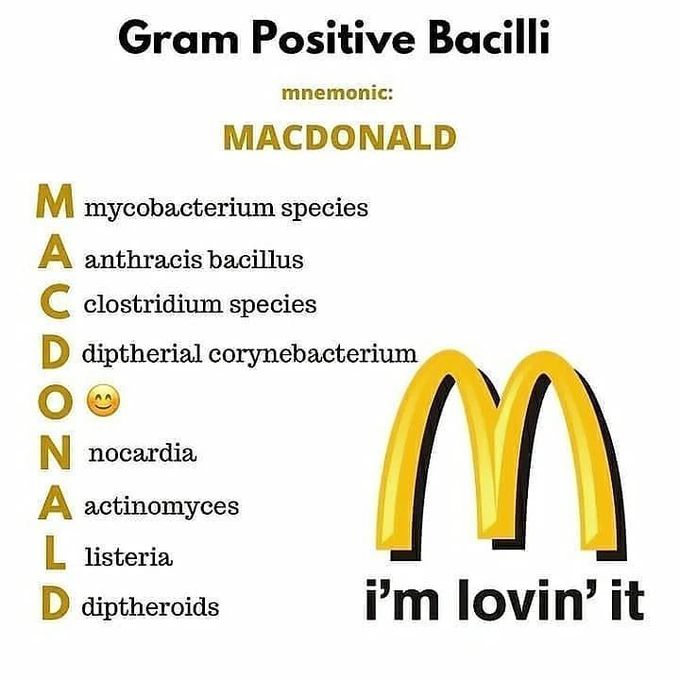 Gram Positive Bacilli Mnemonic