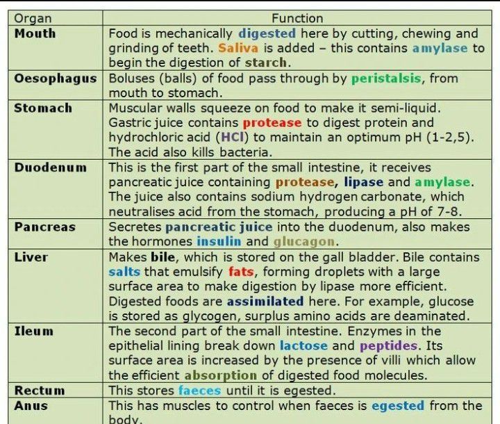 Functions of different parts of digestive tract - MEDizzy