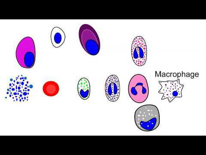 Animation - How blood cells are formed in bone marrow