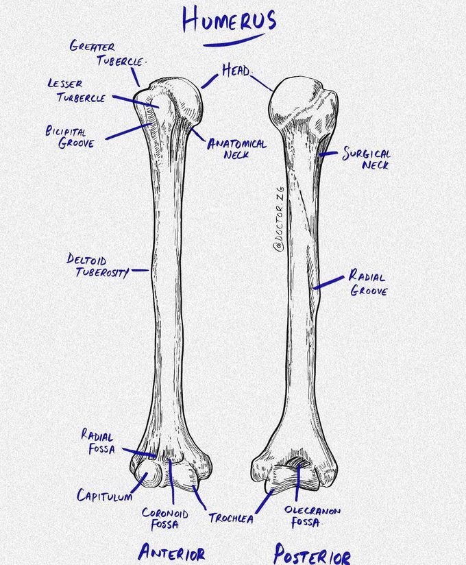 Humerus Anatomy