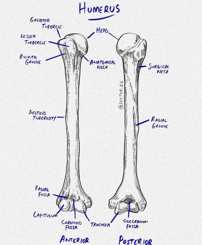 right humerus labeled