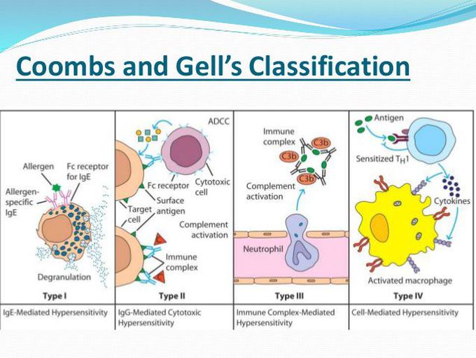 Hypersensitivity Reactions (Coombs and Gell)