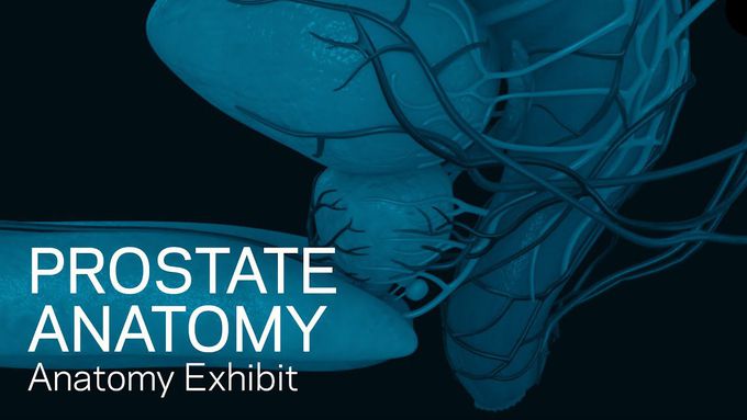 Prostate Anatomy - an animated video