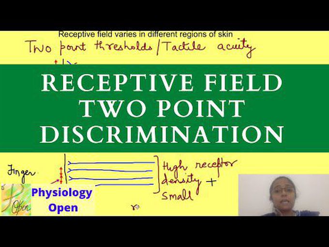Receptive field and Two-point discrimination