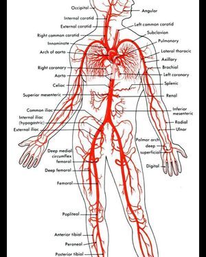 Arterial blood suppy - MEDizzy