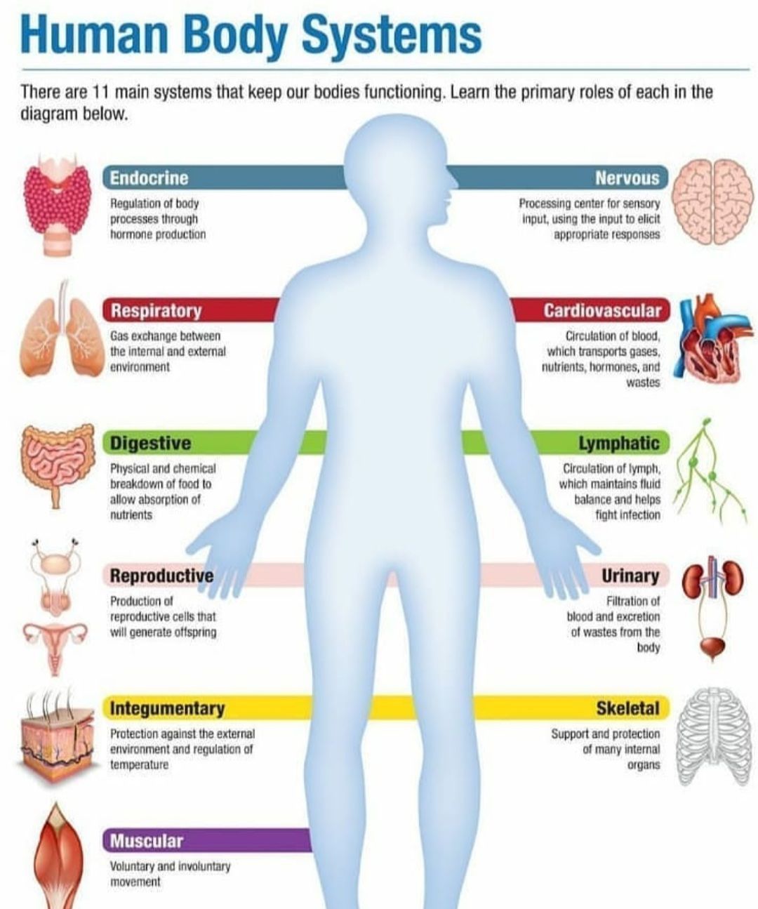 What Are The 11 Human Body Systems And Describe Their Functions