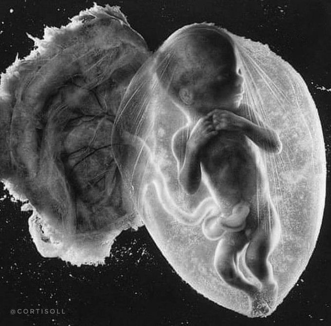 The Human Fetus