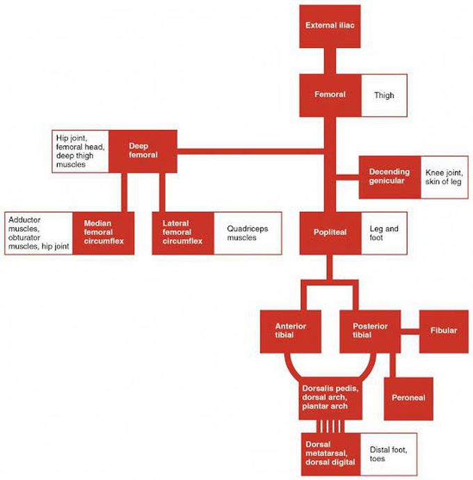 Blood Supply of lower limb