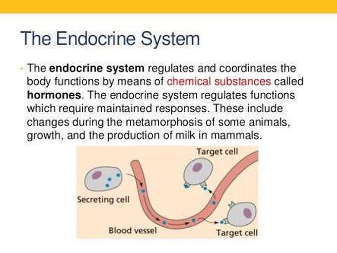 Endocrine System