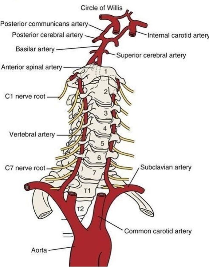 Vertebral Artery