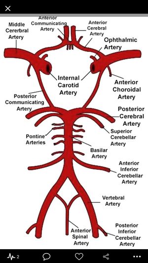internal carotid artery circle of willis
