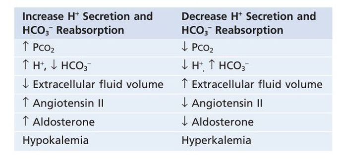 Hydrogen ion secretion and bicarbonate reabsorption