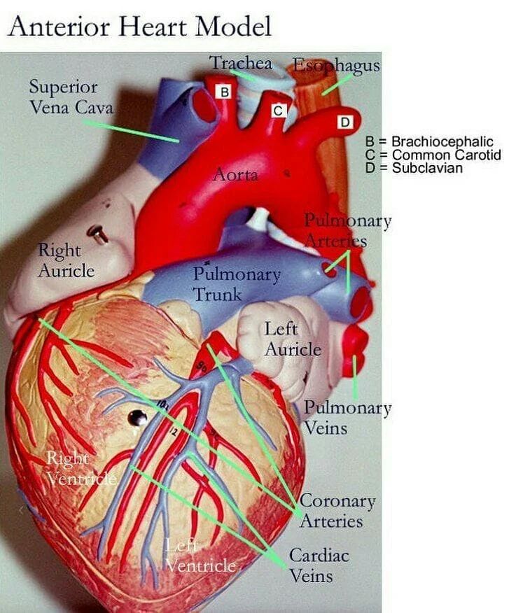 Anatomy of the heart- study model