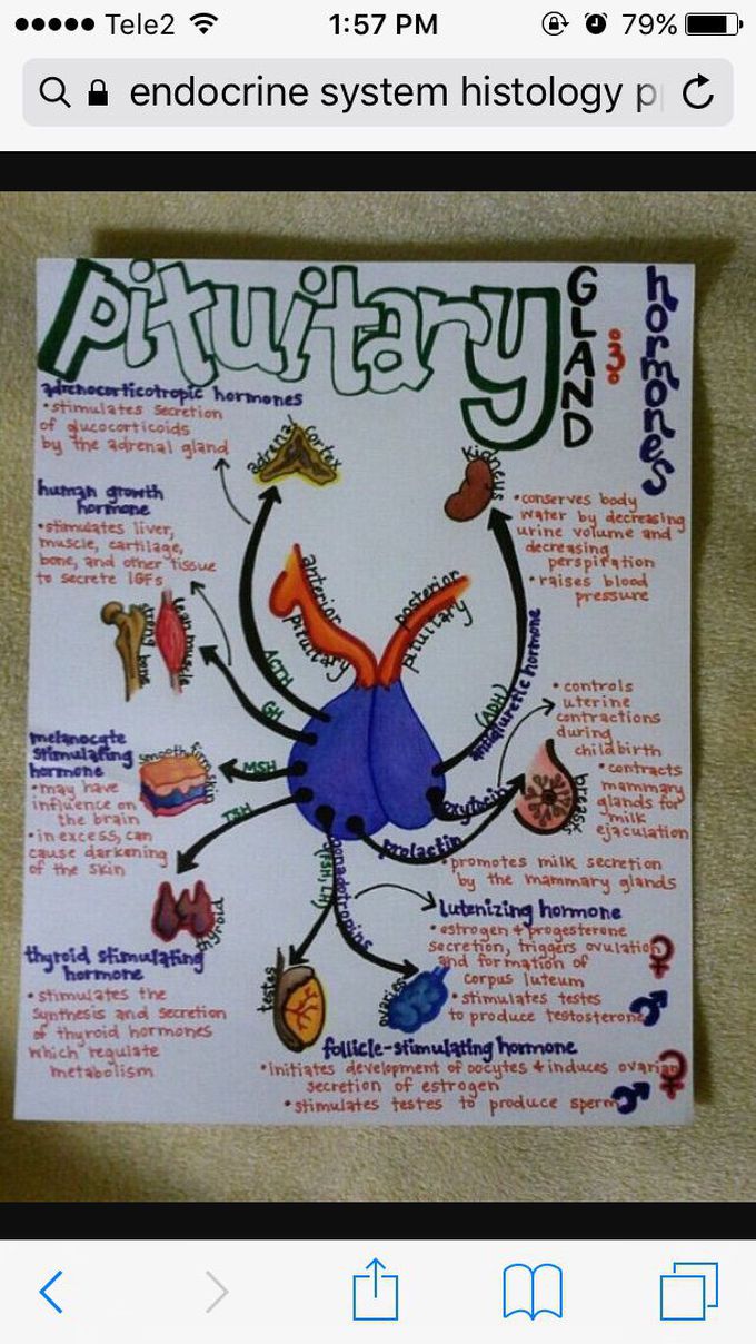 Pituitary gland