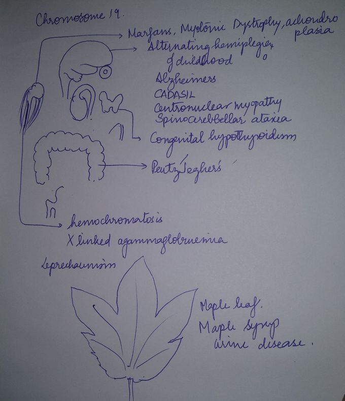 Chromosome 19