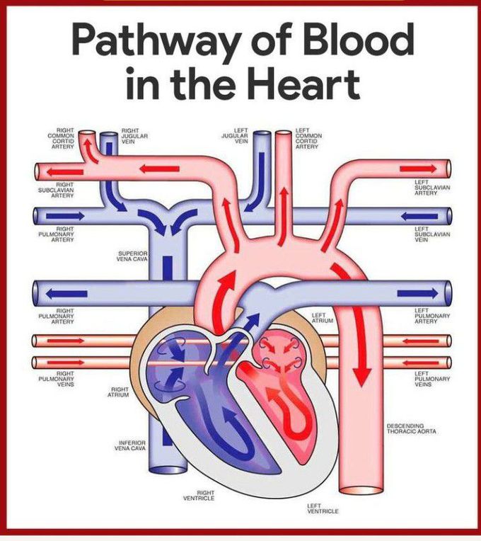 Pathway of blood in the heart