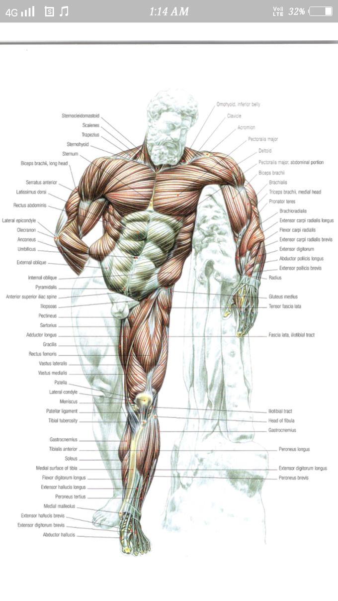 SKELETON MUSCLES 💪