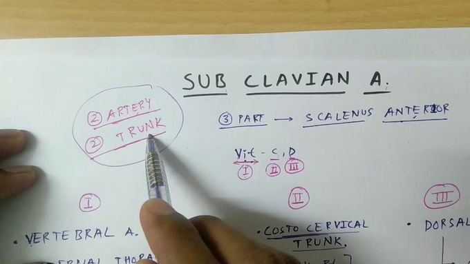Sub clavian artery