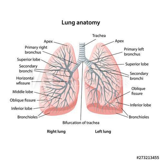 Anatomy of lungs
