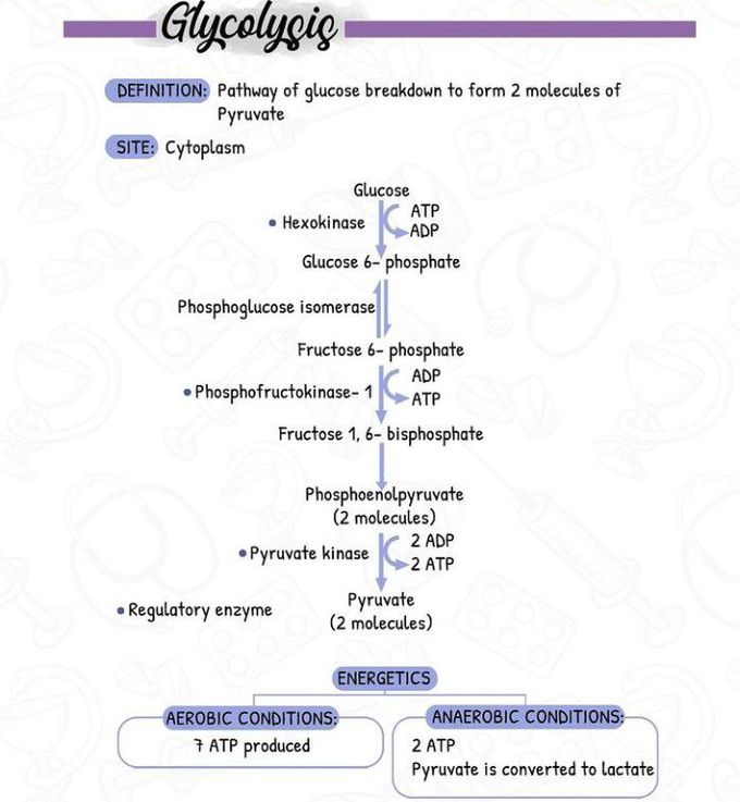 Glycolysis