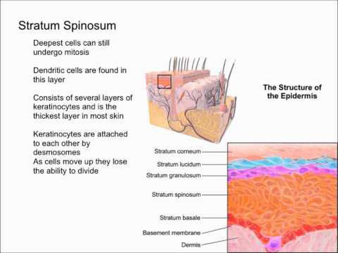 Integumentary System- Layers of Epidermis