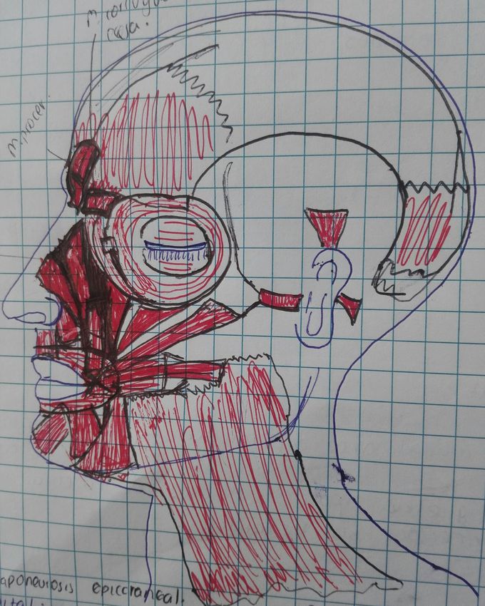 Fascial muscles