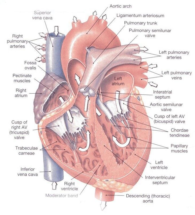 Hearts anatomy