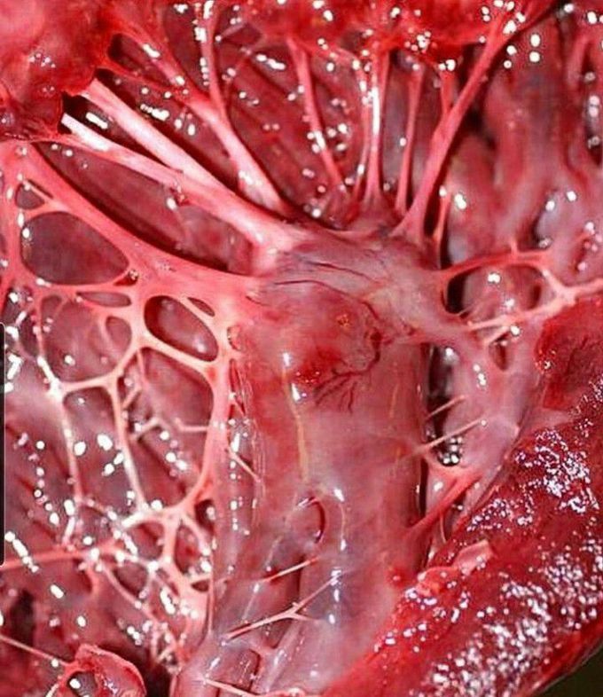 The magnificent chordae tendineae- heartstring muscles