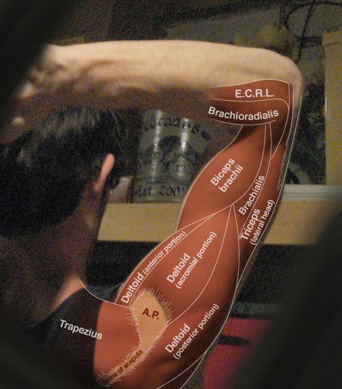 Upper Arm Muscles