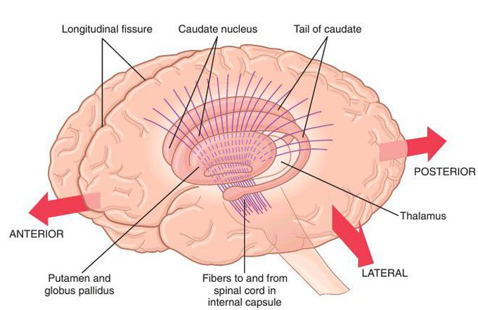 Basal ganglia